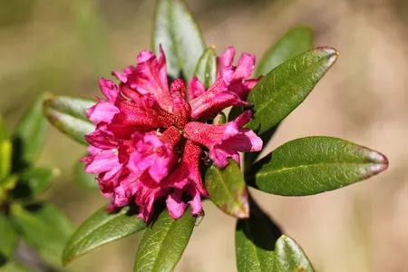Rhododendron Ferrugineum Species Taxonomy Guide 