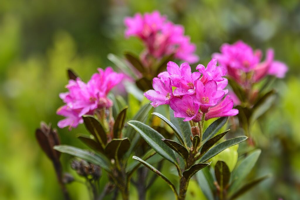 Rhododendron Ferrugineum Species Taxonomy Guide 