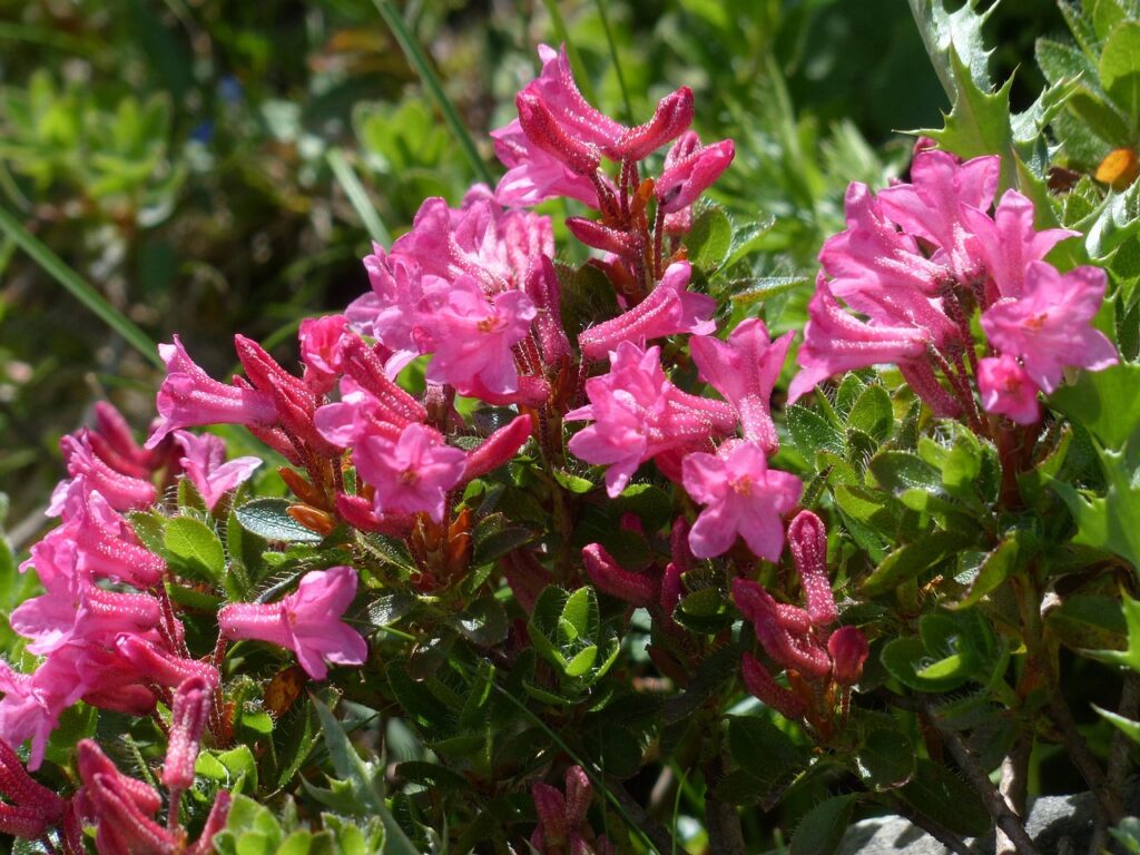 Rhododendron Ferrugineum Species Taxonomy Guide 
