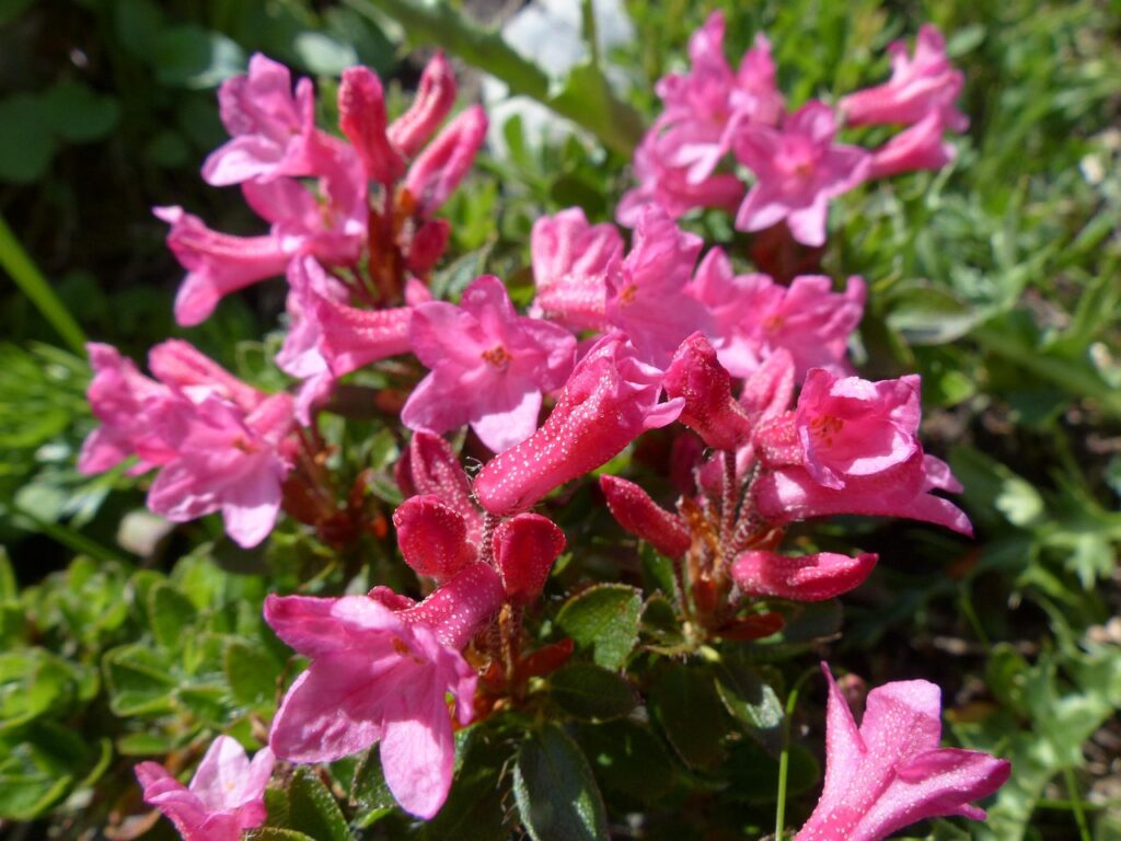 Alpine Rose Bonsai Care Sheet