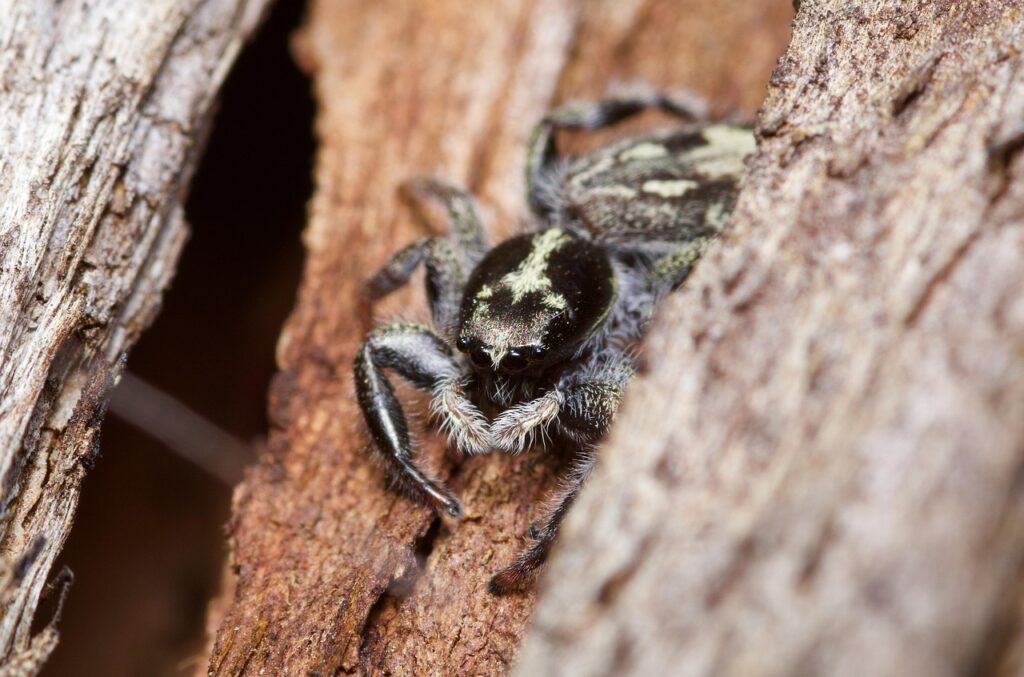 Spiders as Bonsai Wildlife Companions