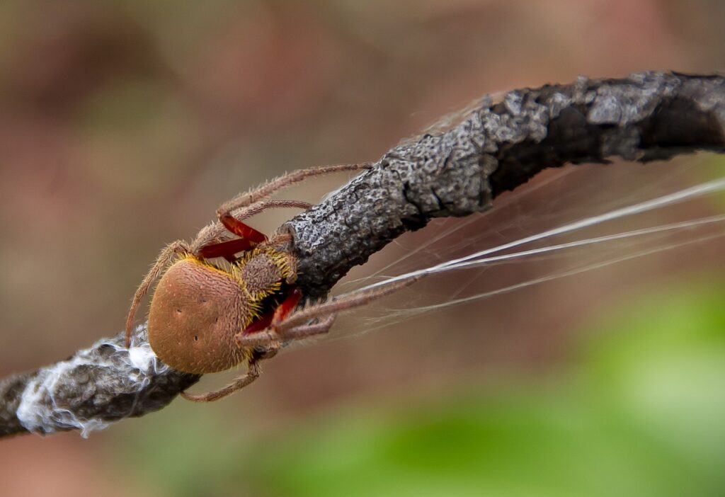 Spiders as Bonsai Wildlife Companions