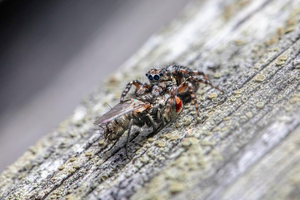 Spiders as Bonsai Wildlife Companions