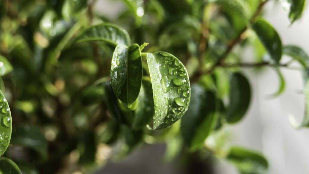 What to Do When Rains Flood Your Bonsai Tree 