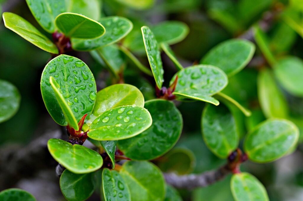 What to Do When Rains Flood Your Bonsai Tree 