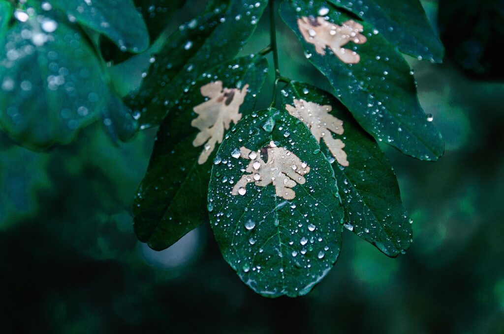 What to Do When Rains Flood Your Bonsai Tree 