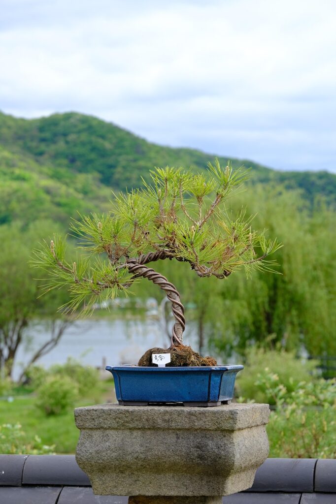 Which Bonsai Trees Lose Leaves In Winter 