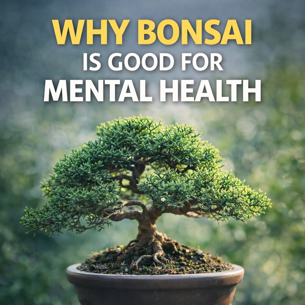 Why Bonsai Is Good for Mental Health