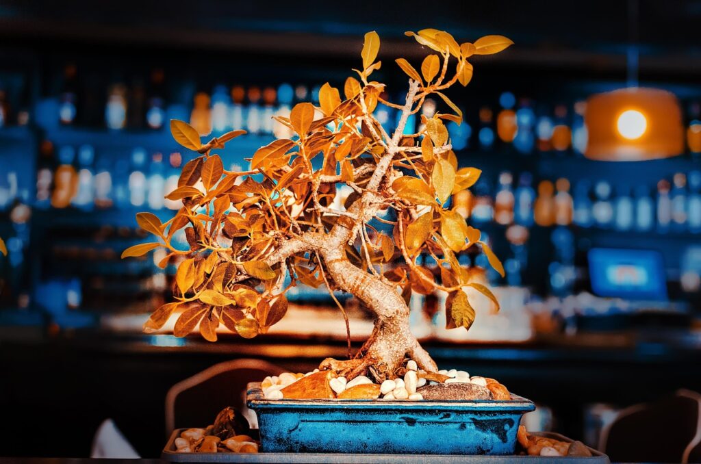 Why Bonsai Is Good for Mental Health 