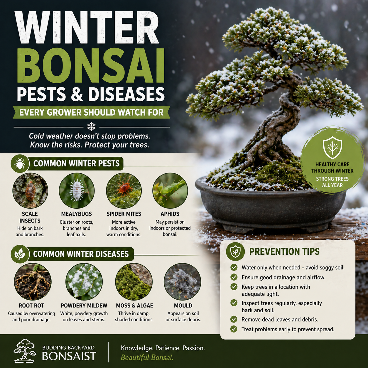 Winter Bonsai Pests and Diseases Every Grower Should Watch For