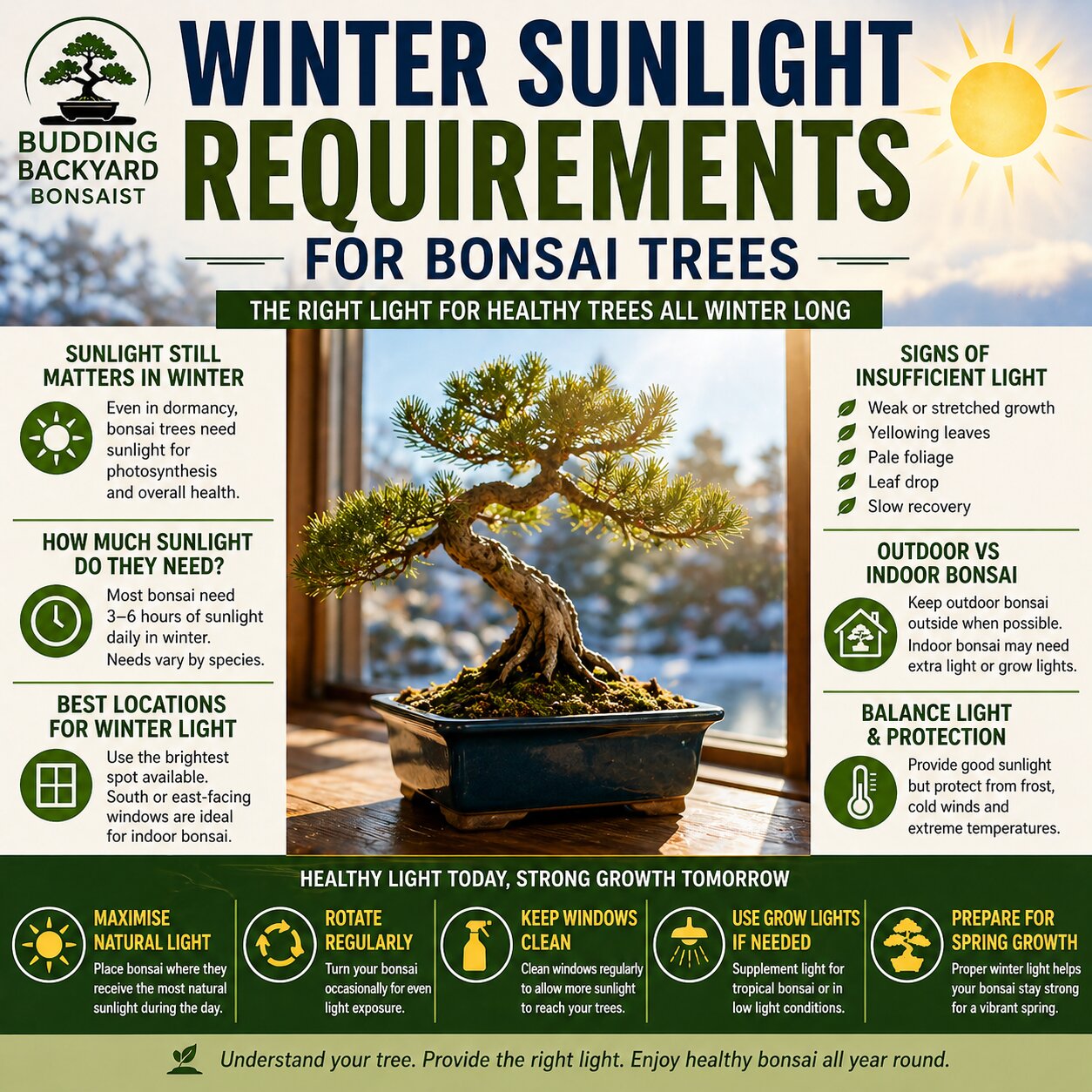 Winter Sunlight Requirements For Bonsai Trees