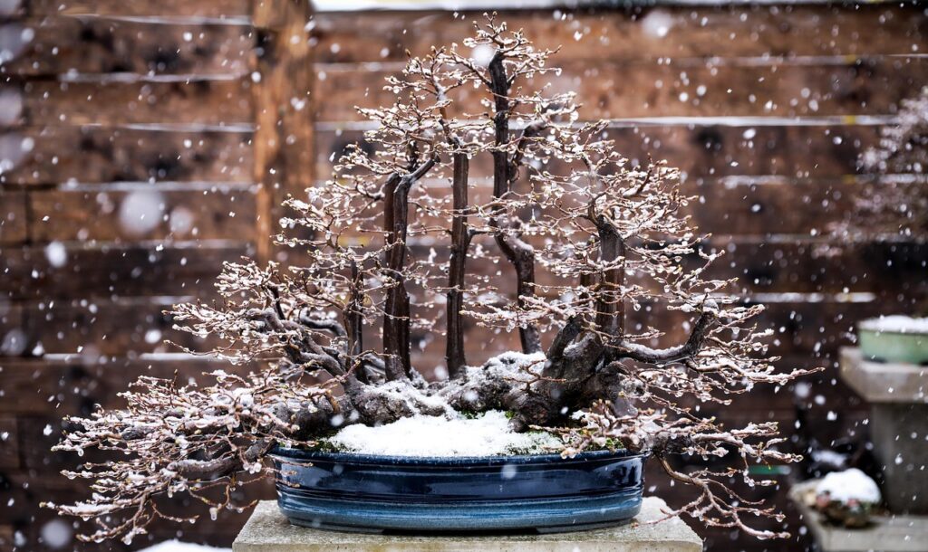 how to overwinter a bonsai 