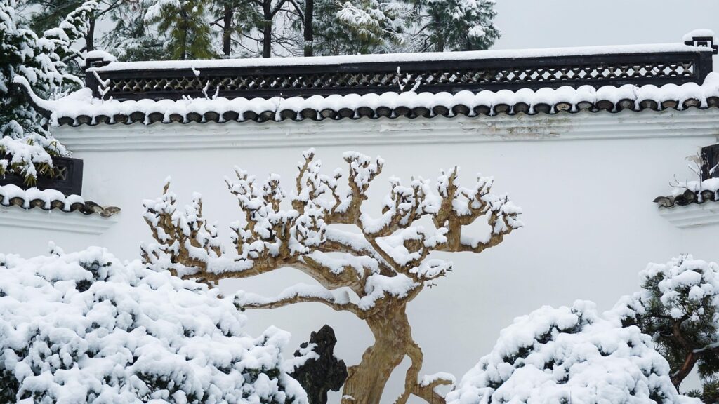 how to overwinter a bonsai 