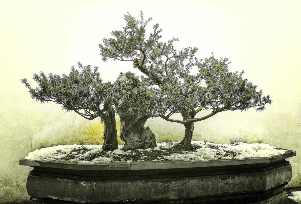 how to overwinter a bonsai 