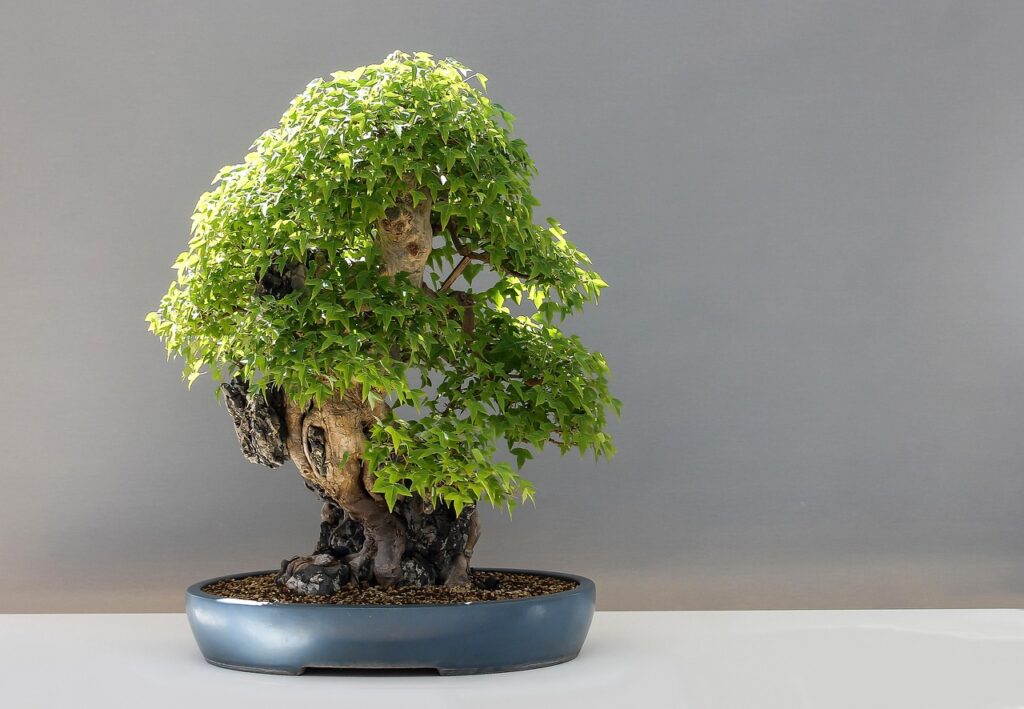Bonsai Nursing Services For Struggling Trees 
