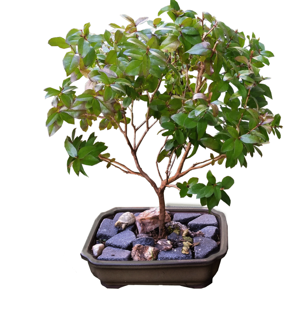 Bonsai Transplanting Services For Healthy Tree Growth