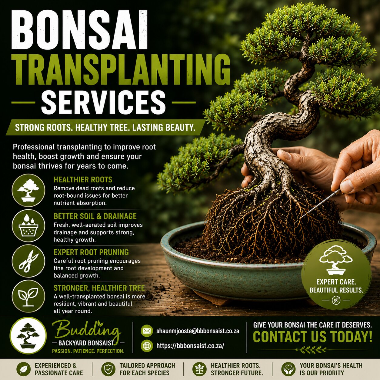 Bonsai Transplanting Services For Healthy Tree Growth main
