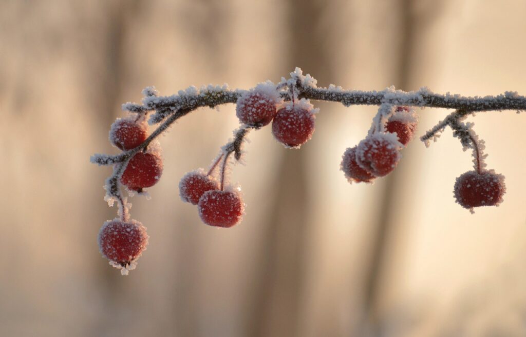 Bonsai Tree Services For Winter 