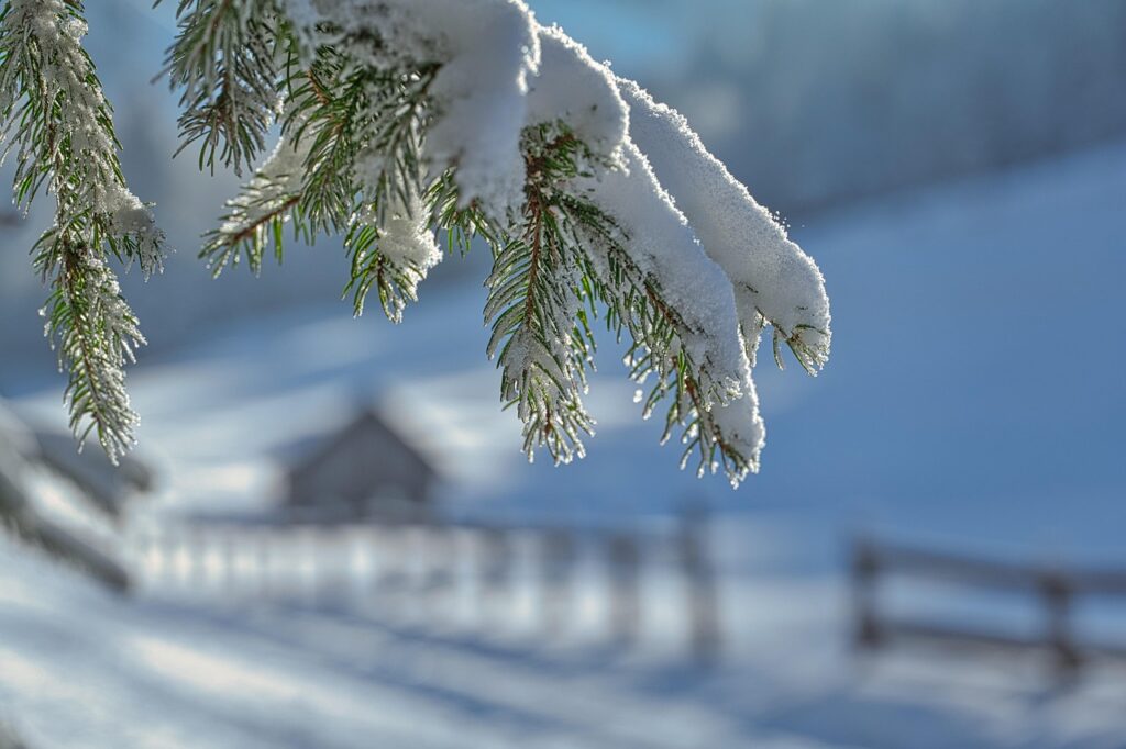 Bonsai Tree Services For Winter 