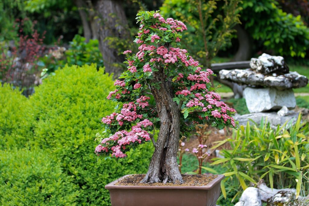 Buying The Right Pruning Tools For Your Bonsai Tree 