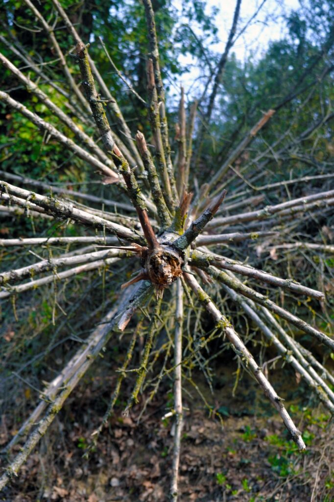 Cape Town Storm Warning Protect Your Bonsai Trees Now 