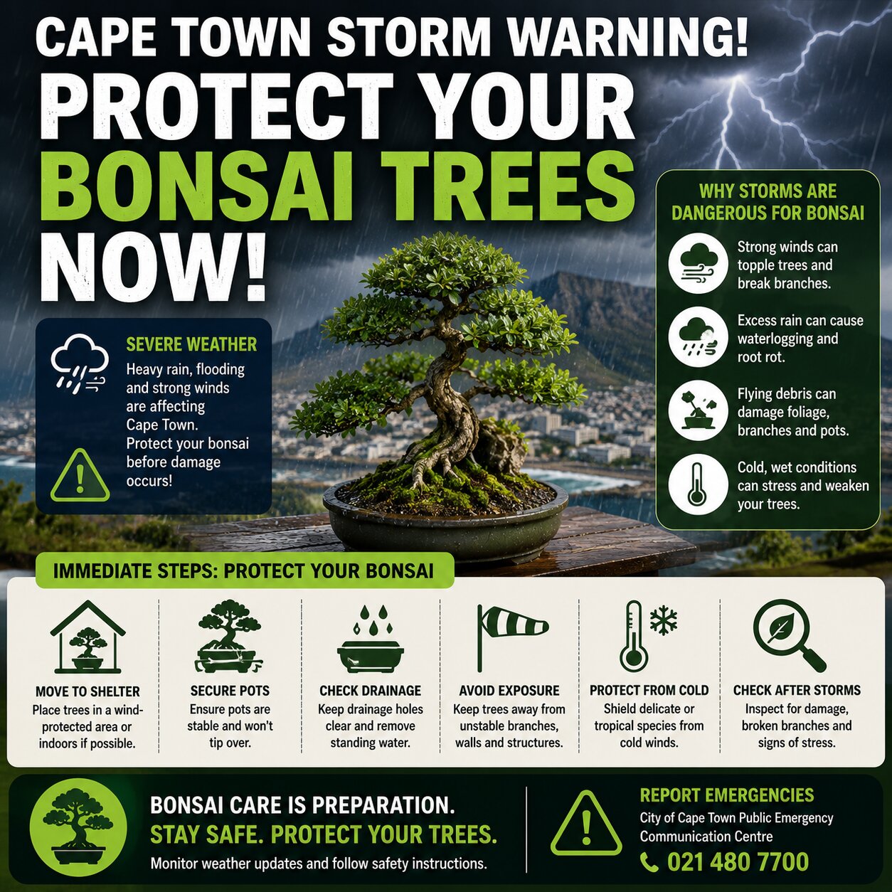 Cape Town Storm Warning: Protect Your Bonsai Trees Now