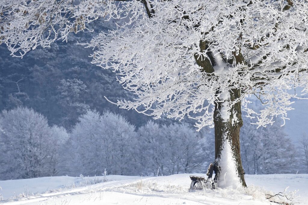 Common Mistakes For Bonsai Trees In Winter