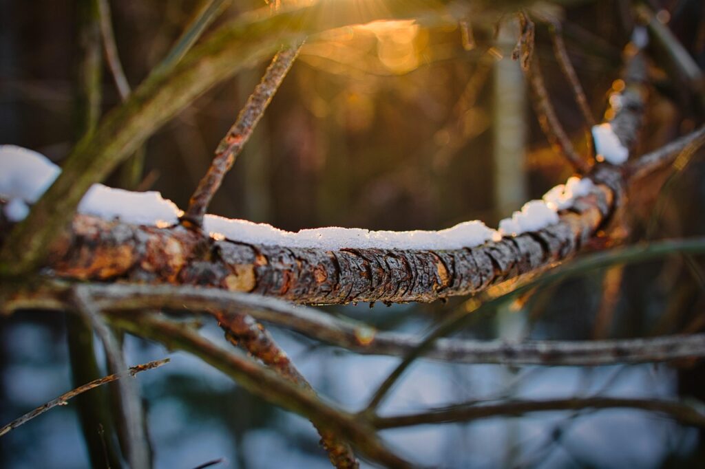 How To Prevent Bonsai Branch Dieback In Winter 