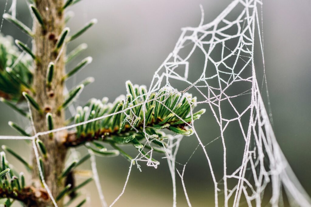 How To Prevent Bonsai Branch Dieback In Winter