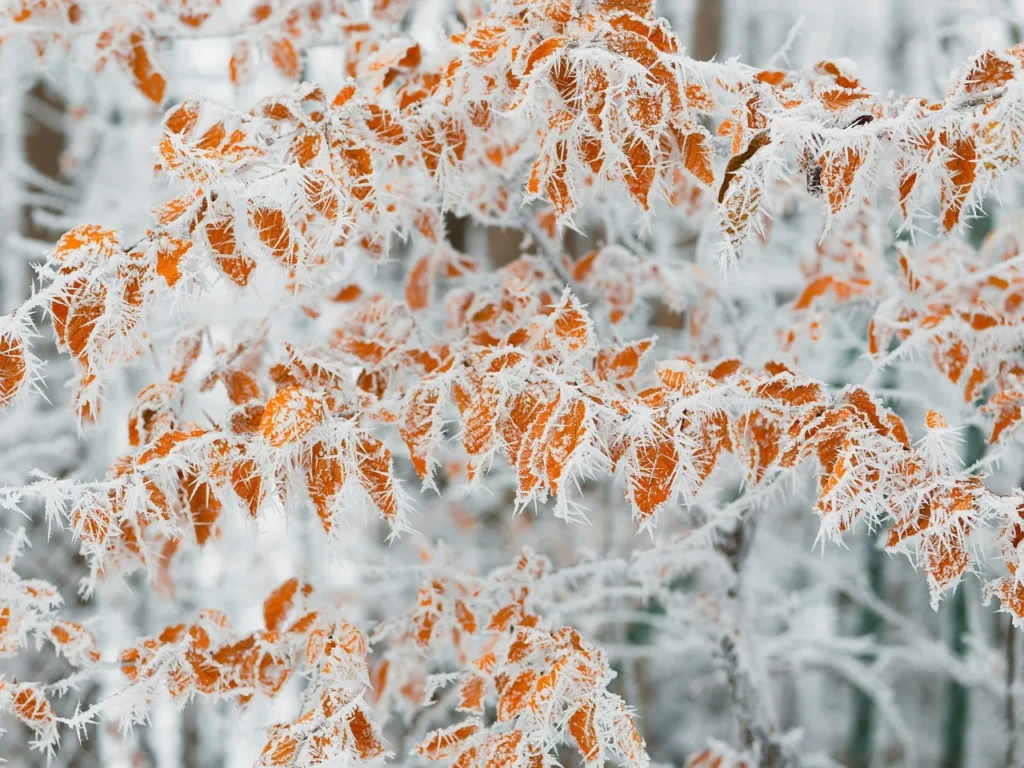 How To Prevent Bonsai Branch Dieback In Winter