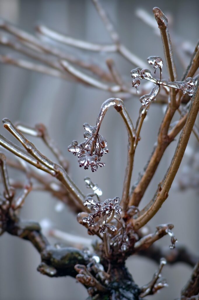 How To Prevent Root Freeze In Bonsai Pots In Winter 