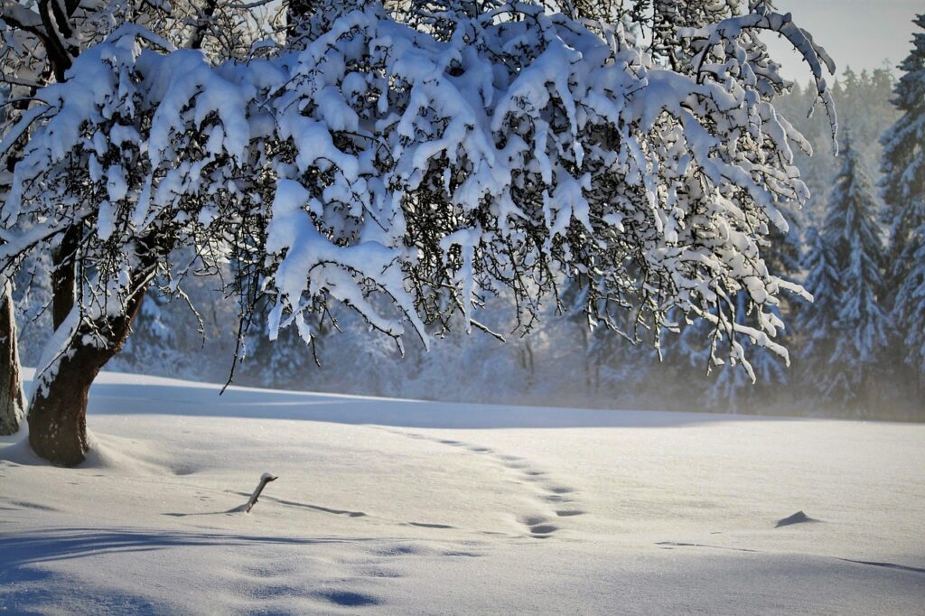 How To Prevent Root Freeze In Bonsai Pots In Winter