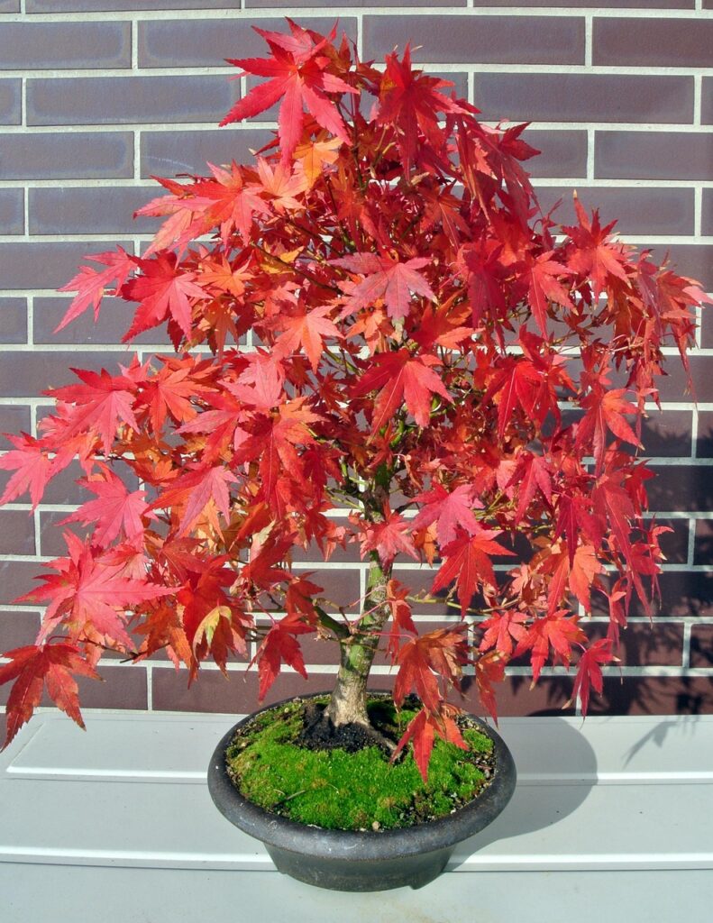 How To Protect Bonsai Trees From Cold Winter Winds 