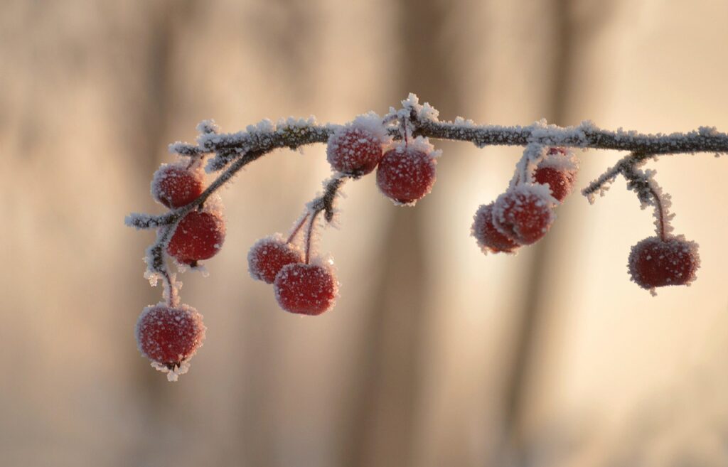How To Protect Bonsai Trees From Frost Damage 