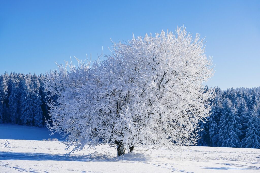 How To Protect Bonsai Trees From Frost Damage 