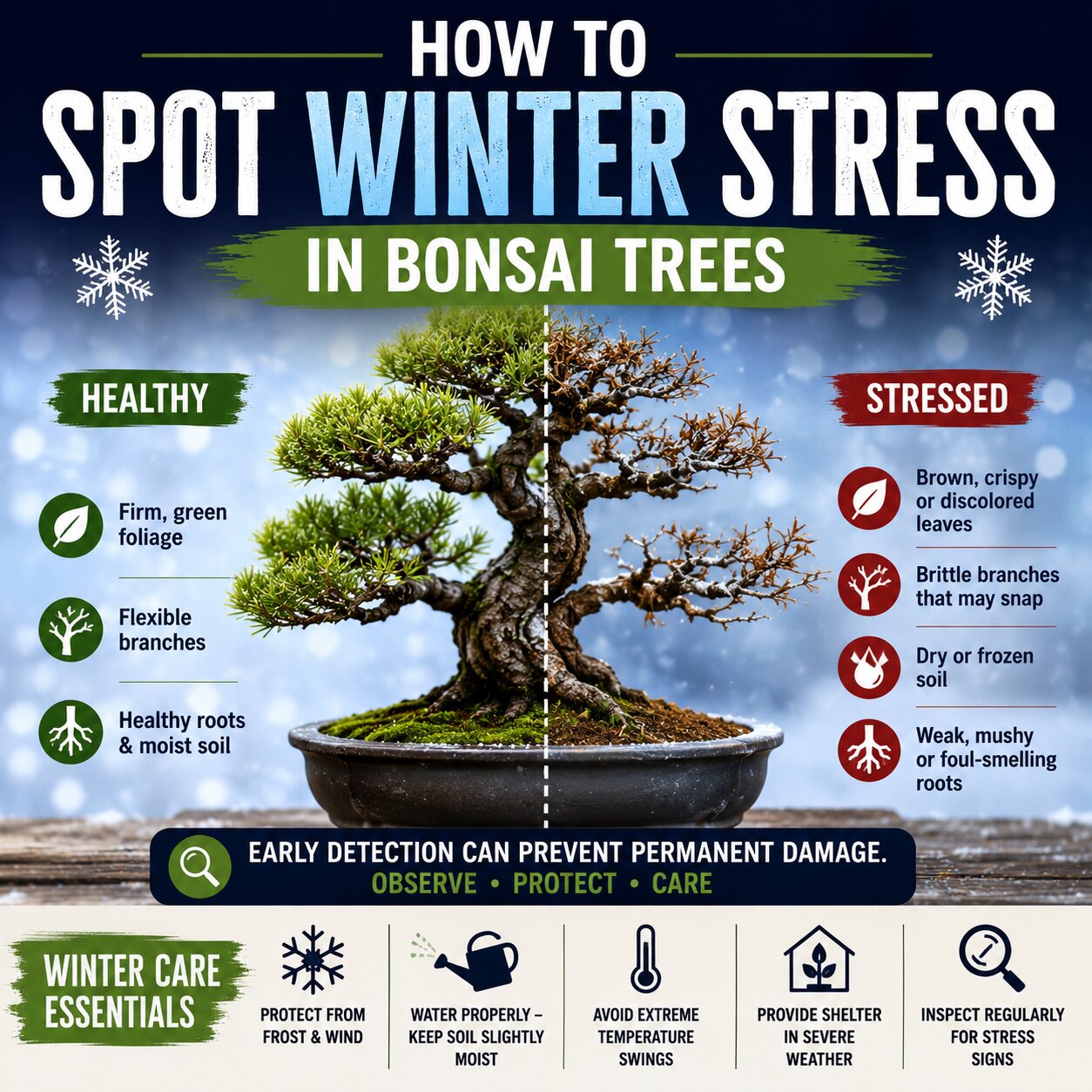 How To Spot Winter Stress In Bonsai Trees