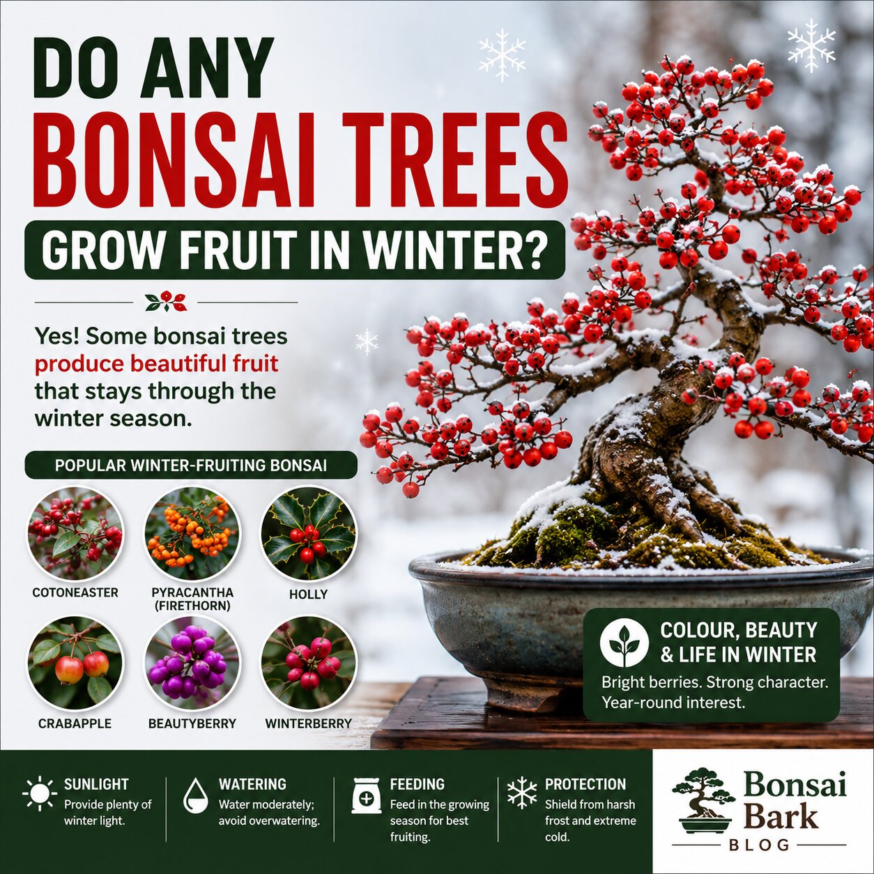 Learn which bonsai species grow fruit in winter and how to care for colourful winter-fruiting bonsai trees