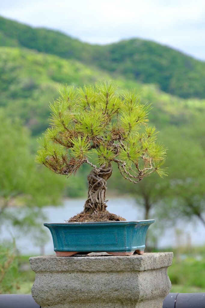 Should I Buy Bonsai Trees In Winter 