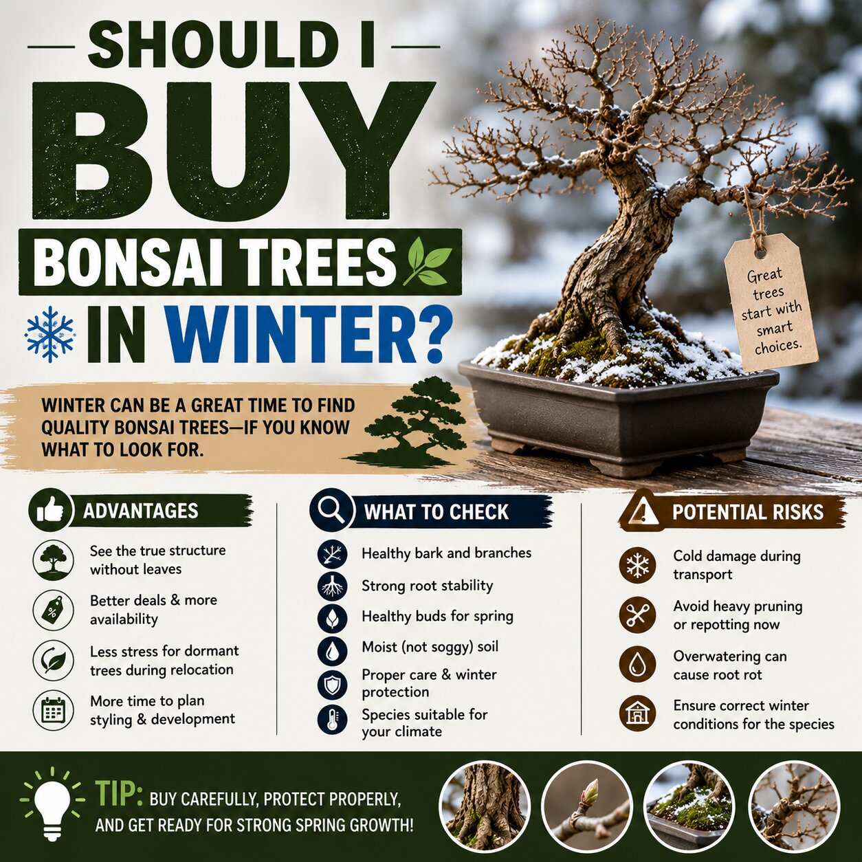 Should I Buy Bonsai Trees In Winter