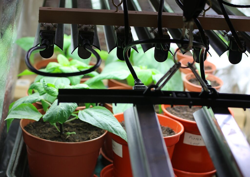 Should You Use Grow Lights for Bonsai in Winter 