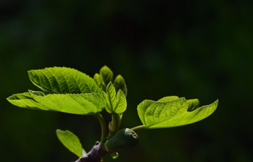 Should You Use Grow Lights for Bonsai in Winter