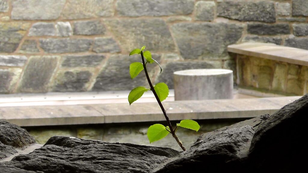 Should You Use Grow Lights for Bonsai in Winter
