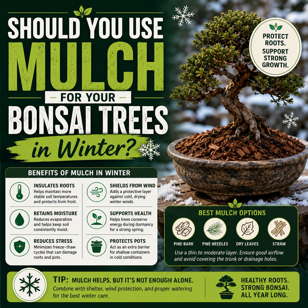 Should You Use Mulch for Your Bonsai Trees in Winter