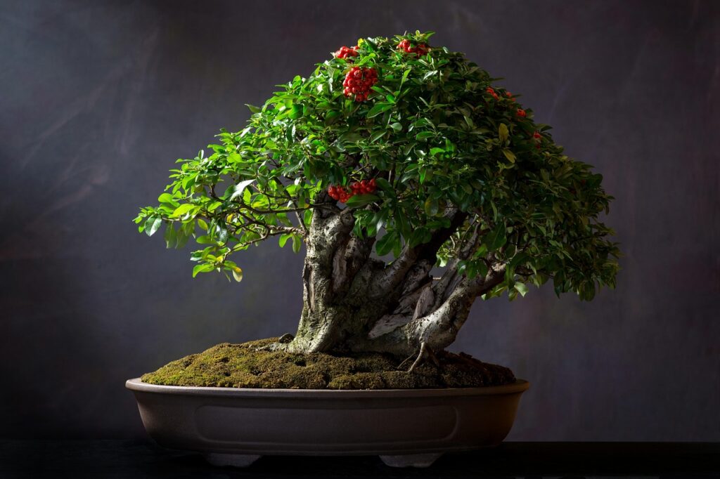 Should you repot bonsai trees during winter