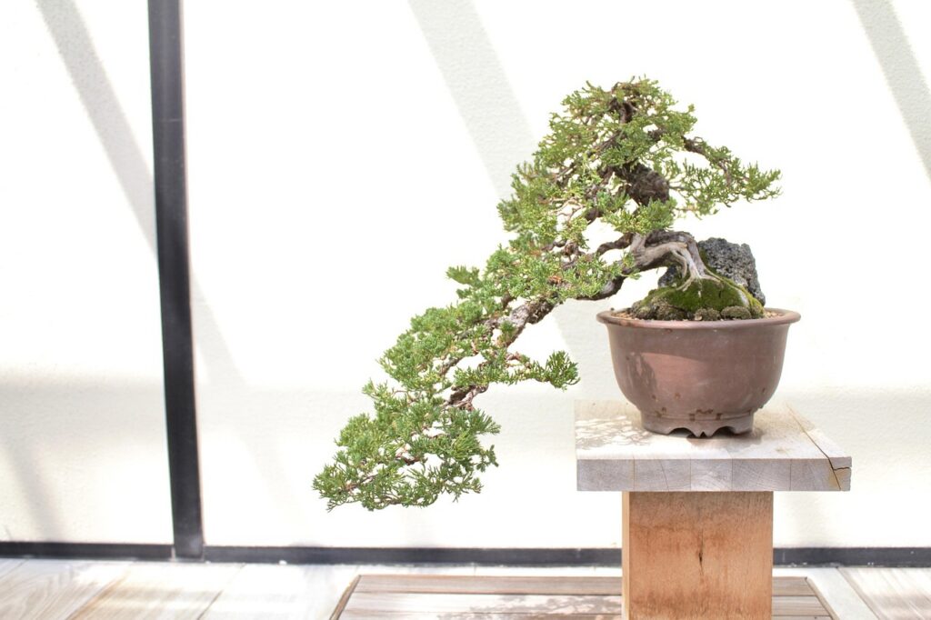 Should you repot bonsai trees during winter