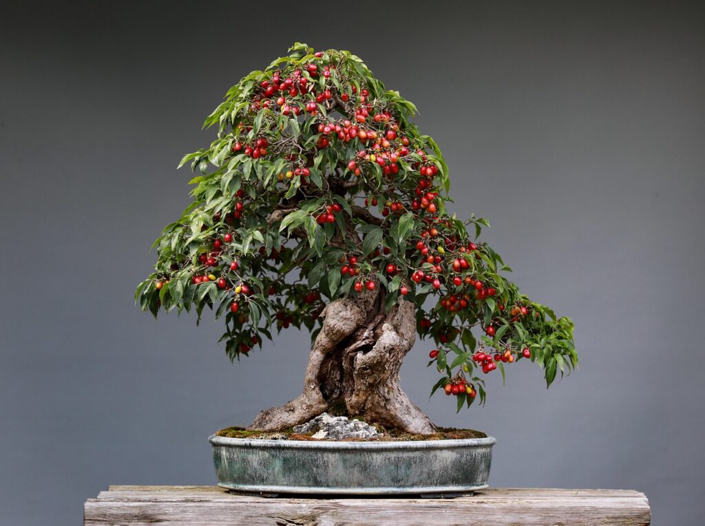 Should you repot bonsai trees during winter