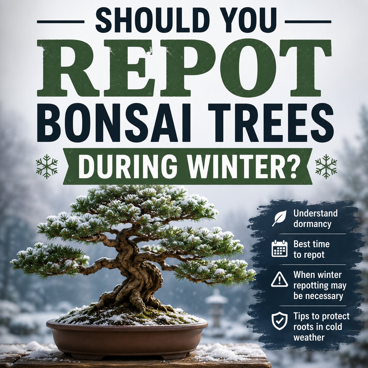 Should you repot bonsai trees during winter