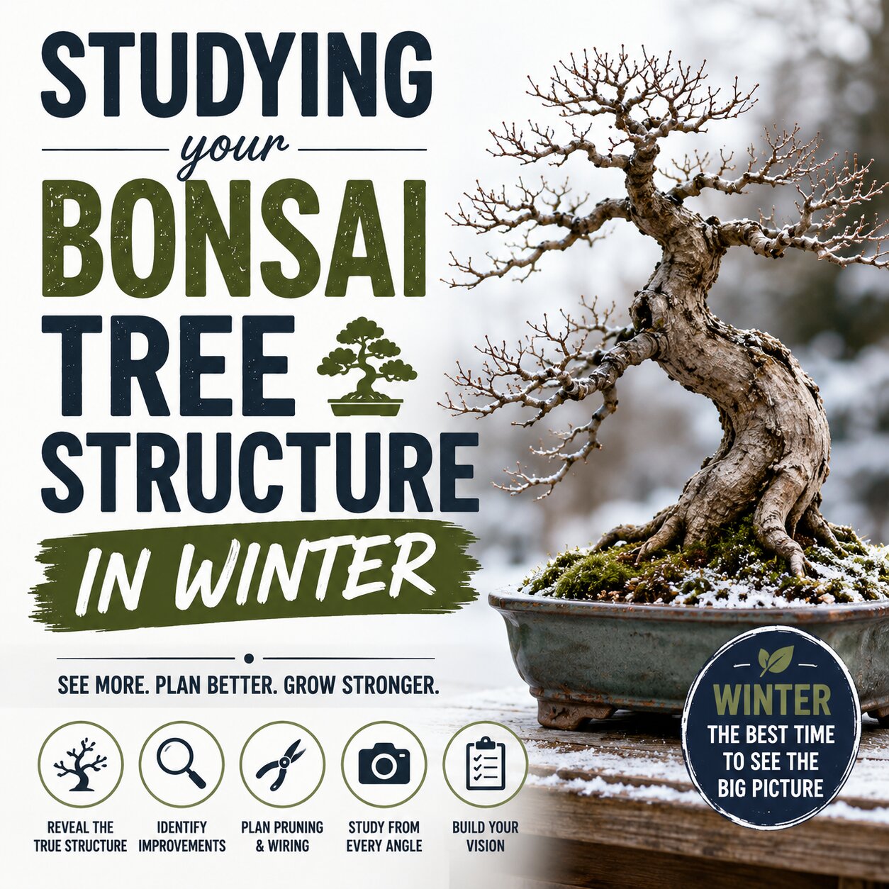 Studying Your Bonsai Tree Structure in Winter