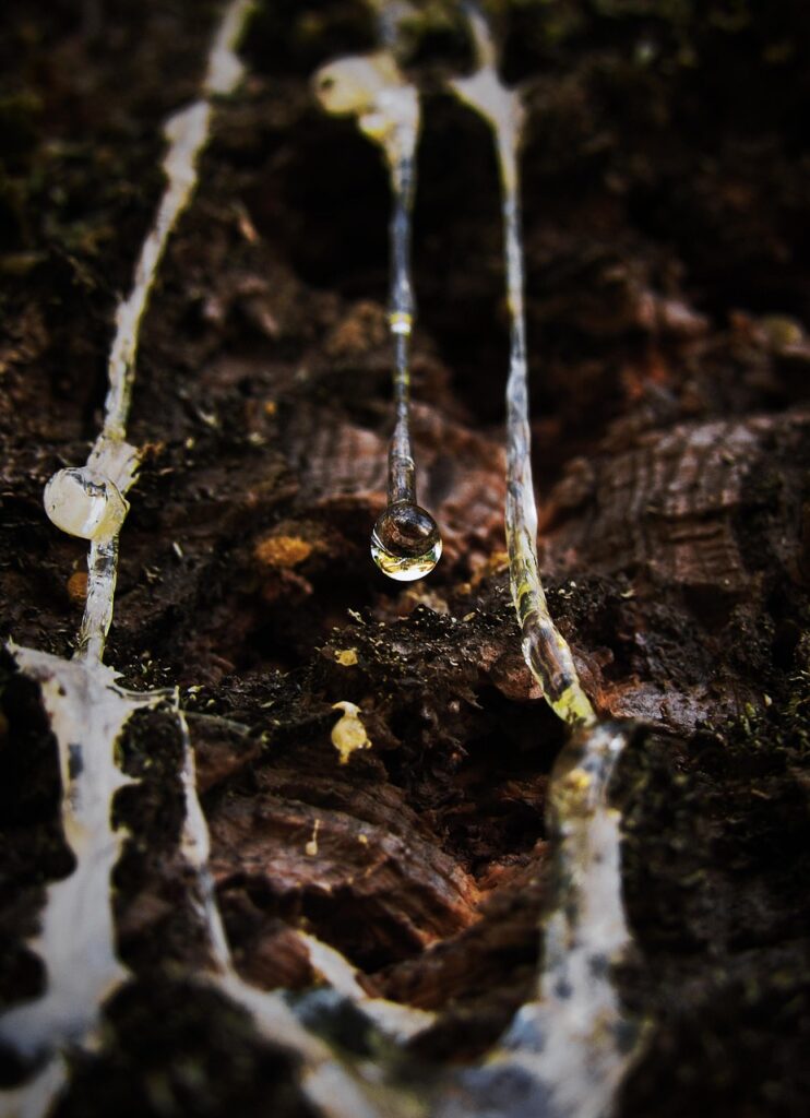 Understanding Sap Flow In Bonsai Trees During Winter 