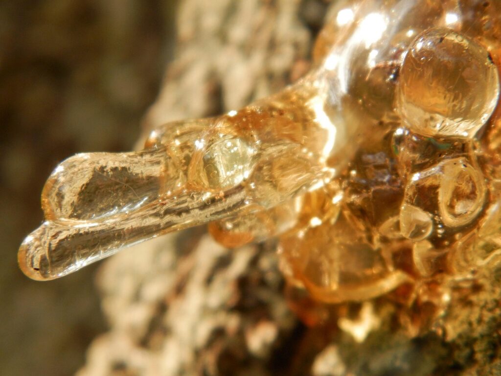 Understanding Sap Flow In Bonsai Trees During Winter 